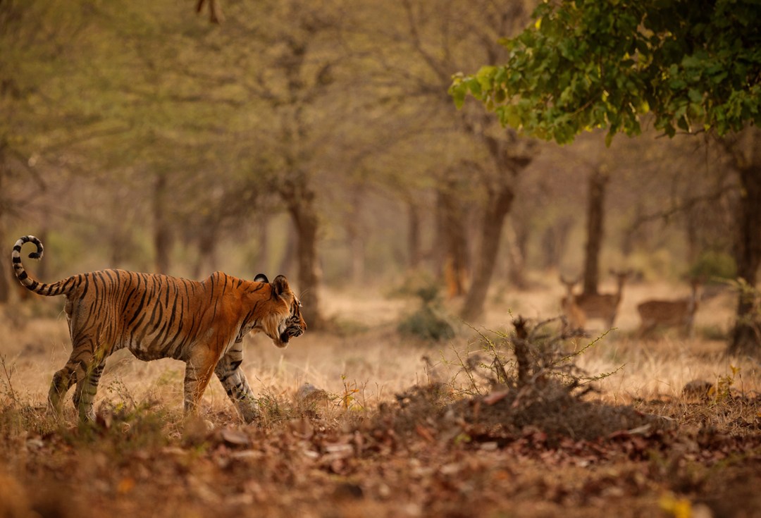 About Jungle Safari India for Pench wildlife travel