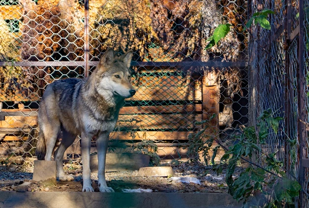 Wolf Sanctuary near Turia Gate in Pench