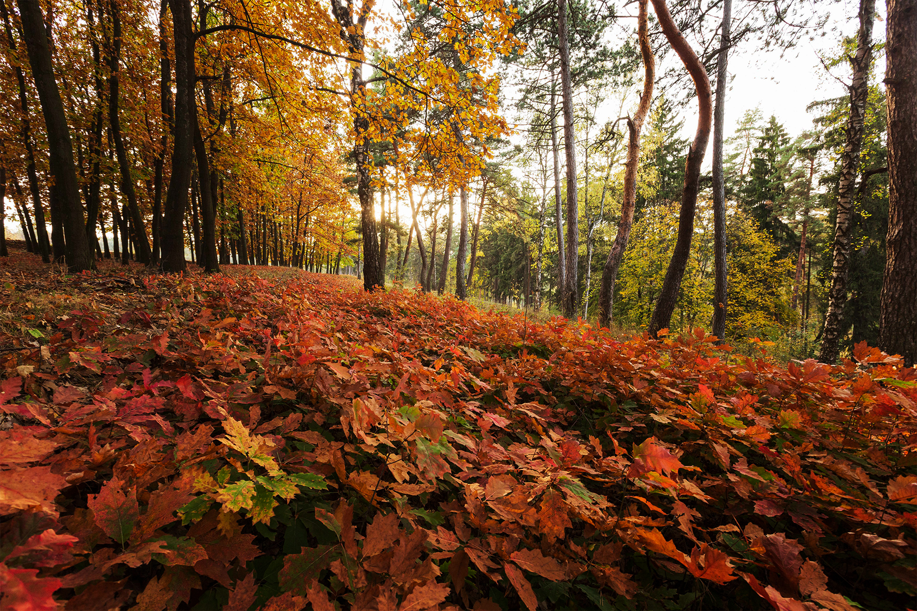 All Information About Pench National Park In Detail