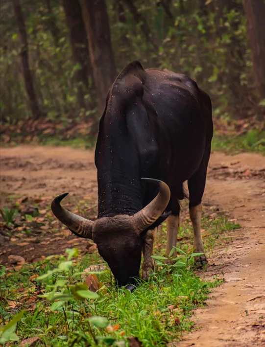 Animals in Pench National Park