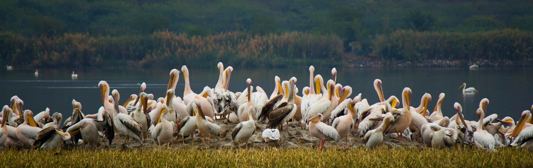 Birdwatching in Pench