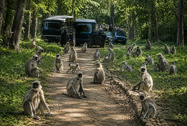 Alikatta area inside Pench National Park