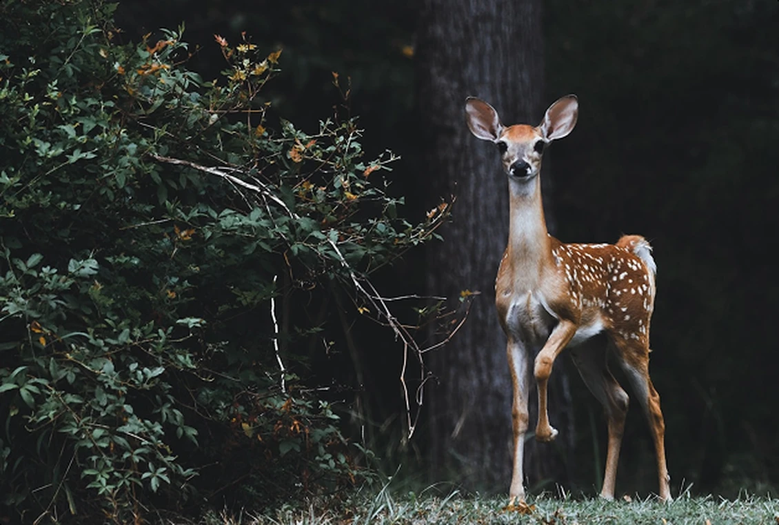Wildlife photography during Pench safari