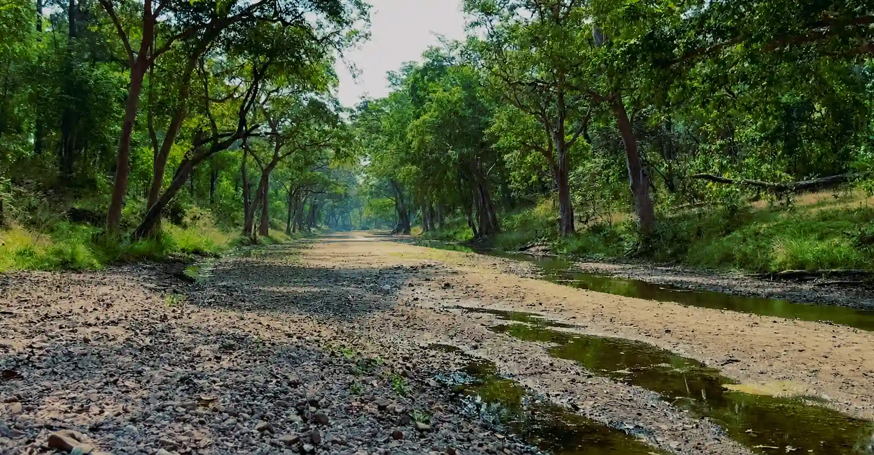 Flora and teak forest vegetation in Pench National Park