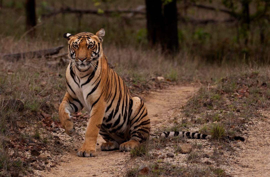 Tiger in Pench