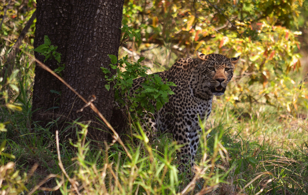 Leopard Safari Pench