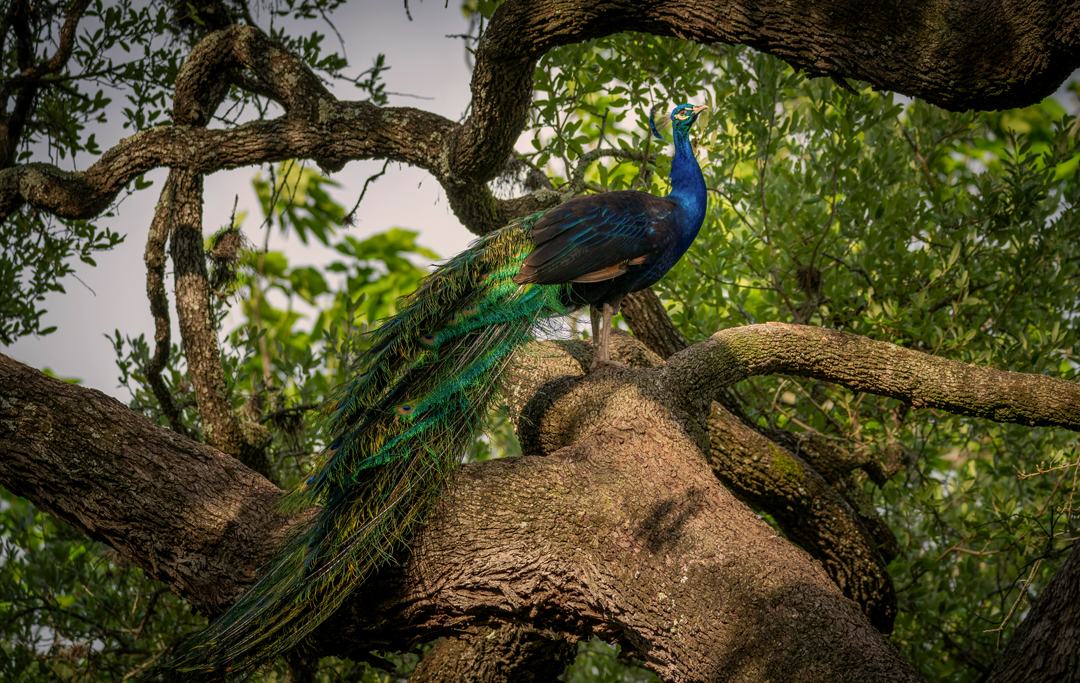Birds in Pench National Park