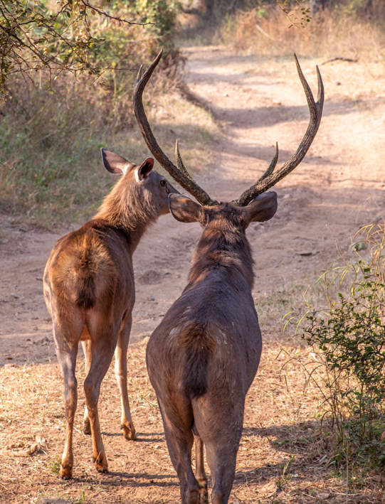 Deer in Pench