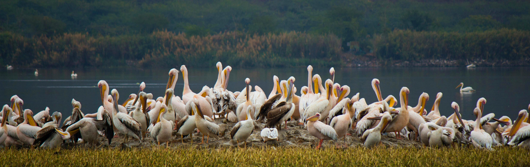 Birdwatching in Pench