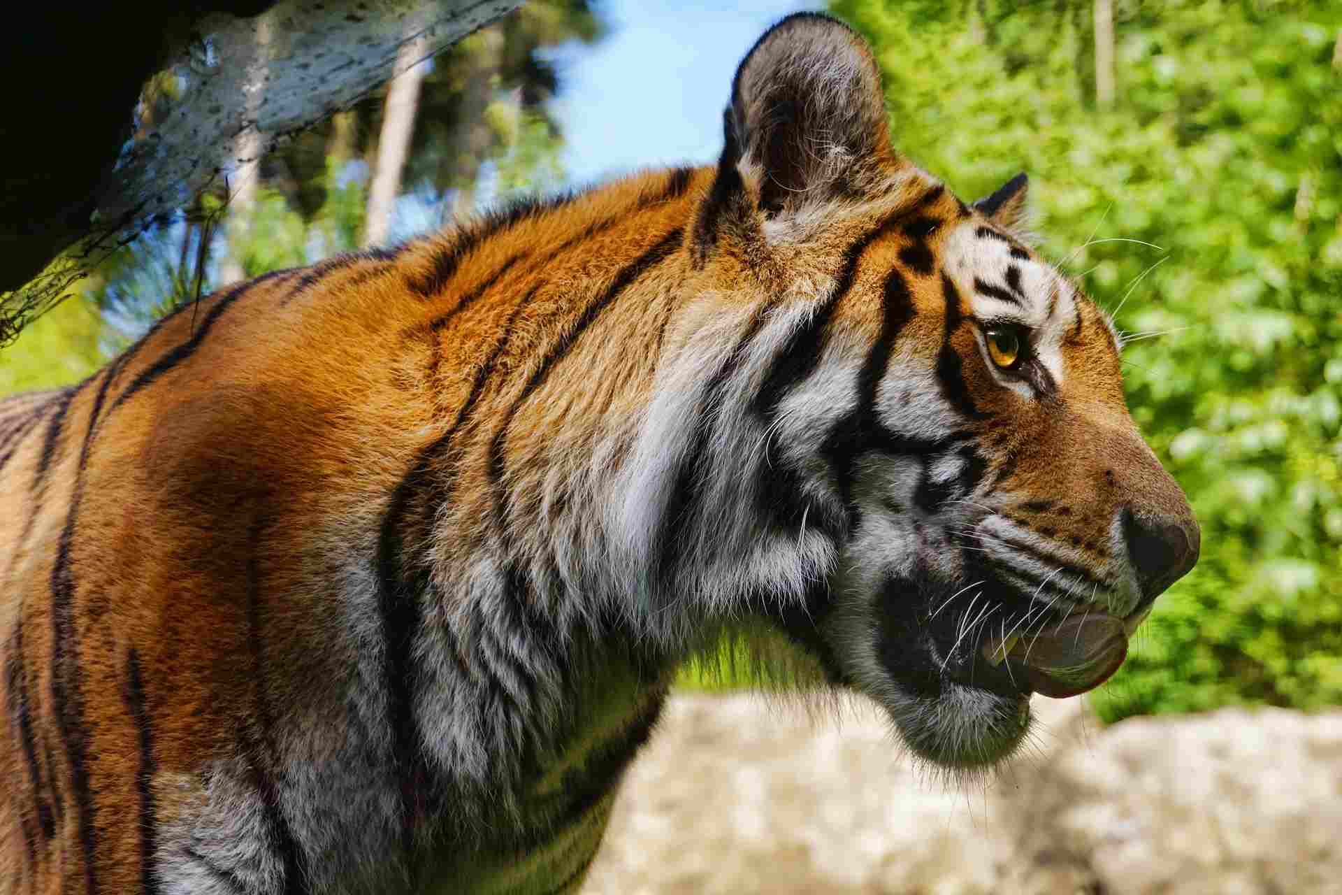 Tiger in Pench National Park during jungle safari