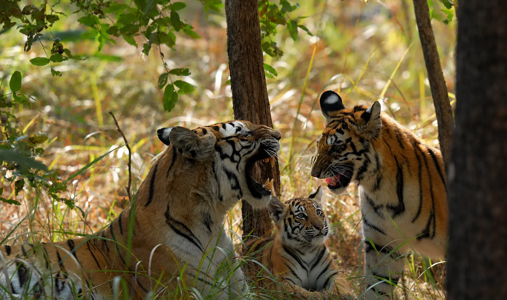 Wildlife of Pench National Park